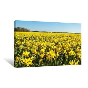 Image of Field Of Bright Yellow Daffodils Canvas Print