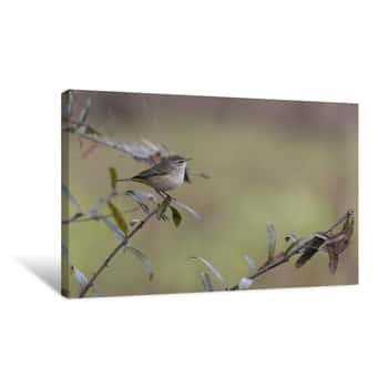 Image of Yellow Palm Warbler Canvas Print