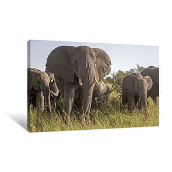 Image of Elephants in the Serengeti Canvas Print