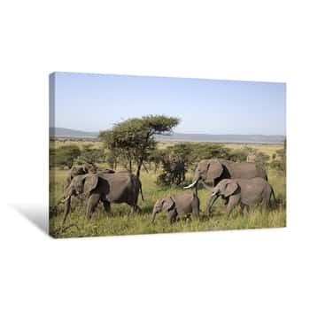 Image of Elephant Herd Crossing in the Serengeti 2 Canvas Print