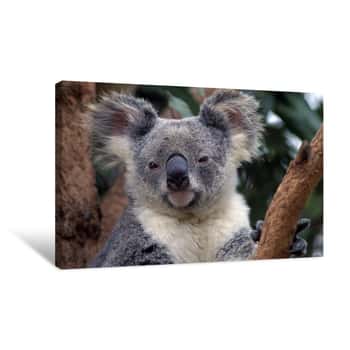 Image of Koala in Australia Canvas Print