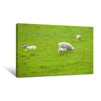 Image of Sheep and Lambs in the Green Meadow Canvas Print