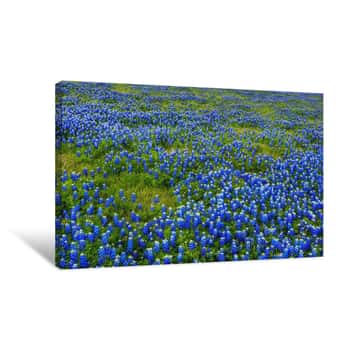 Image of Bluebonnet Meadow Canvas Print