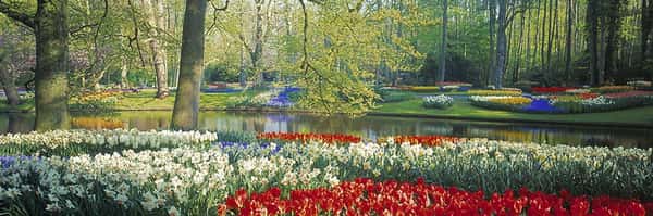 Tulips Forever - Keukenhoff Gardens, Holland Wall Mural