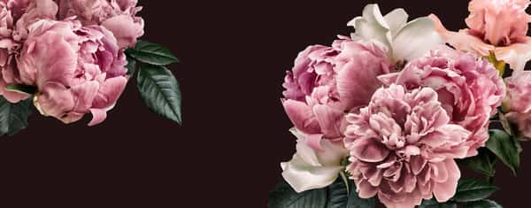 Floral Banner, Flower Cover Or Header With Vintage Bouquets  Pink Peonies, White Roses Isolated On Black Background  Wall Mural