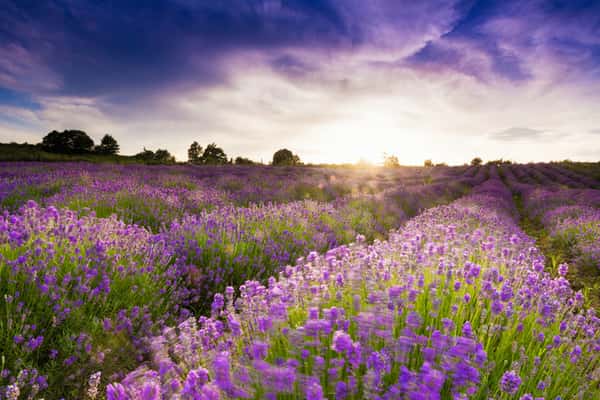Lavender Field and Purple Sky Wall Mural