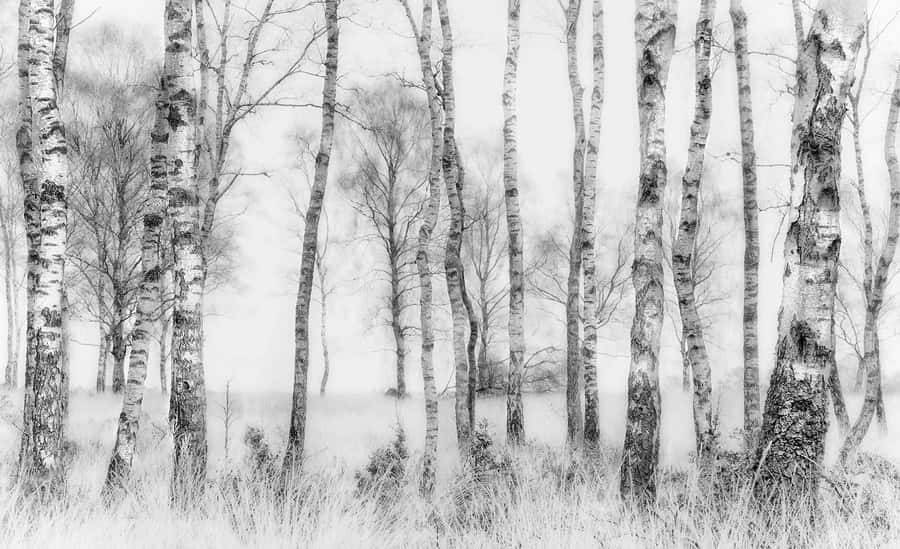 Black and white birch tree wall mural