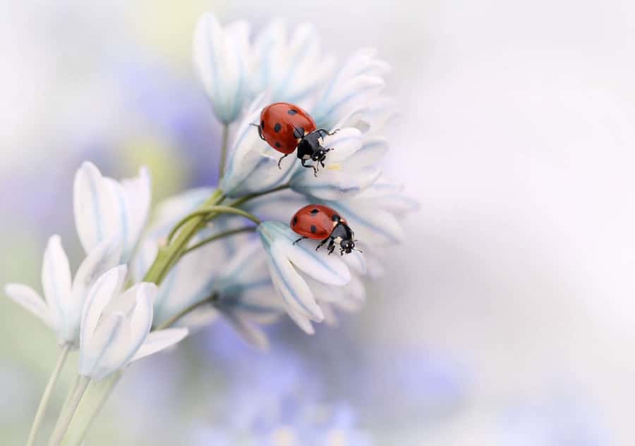 Ladybirds or Ladybugs on a flower Wall Mural