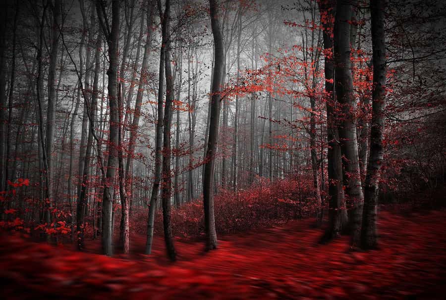 red forest wallpaper mural