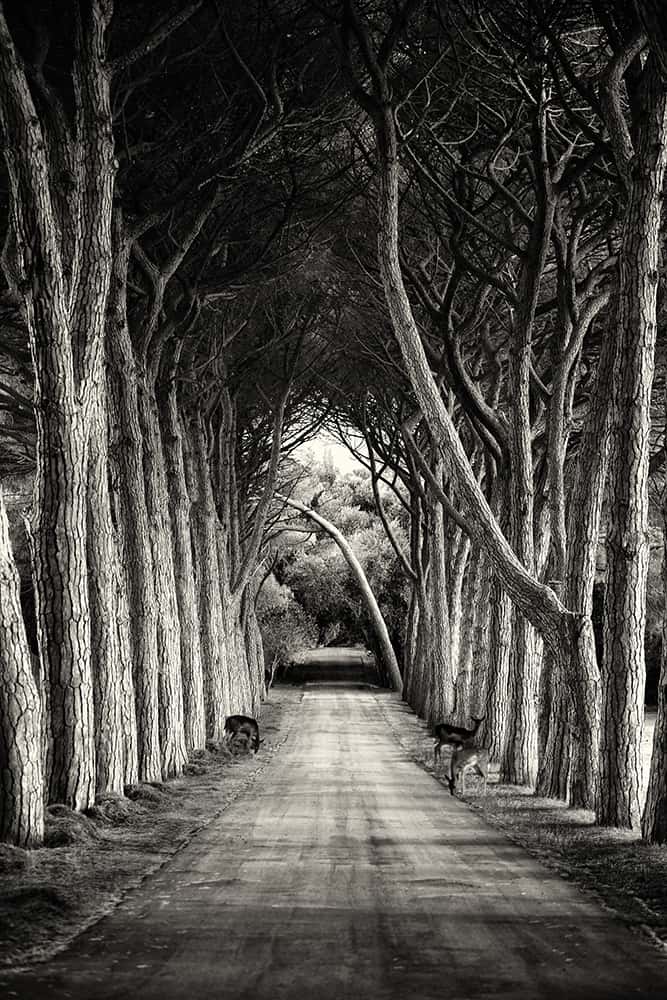 black and white wall mural of a road underneath trees with deer grazing