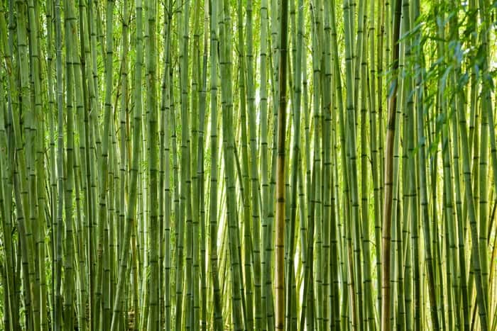 Lush Green Bamboo Wall Mural