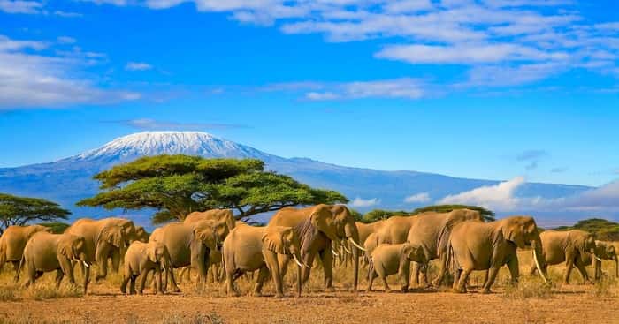 Herd Of African Elephants Taken On A Safari Trip To Kenya With A Snow Capped Kilimanjaro Mountain In Tanzania In The Background, Under A Cloudy Blue Skies  Wall Mural