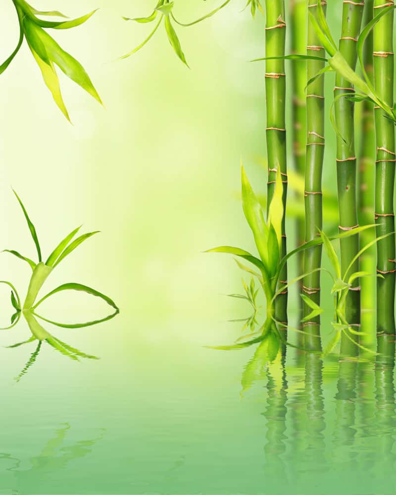 Bamboo Reflected On Water Surface Wall Mural