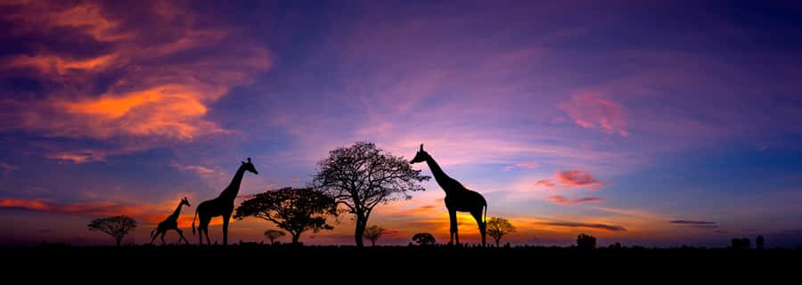 Panorama Silhouette Giraffe Family And  Tree In Africa With Sunset Tree Silhouetted Against A Setting Sun Typical African Sunset With Acacia Trees In Masai Mara, Kenya Wall Mural