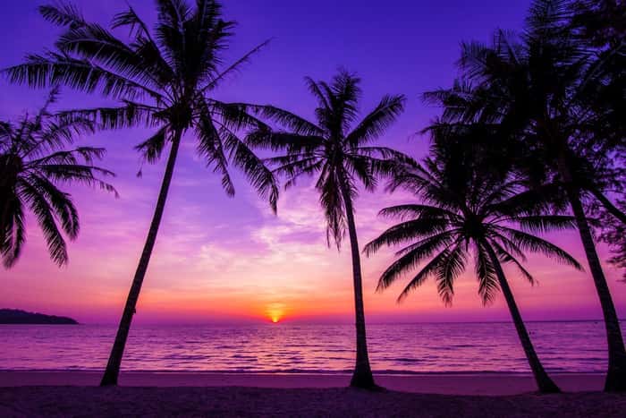 Palm Trees Silhouette At Sunset Wall Mural