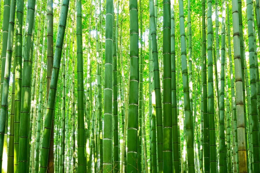 Beautiful Bamboo Forest Of Arashiyama Near Kyoto, Japan Wall Mural