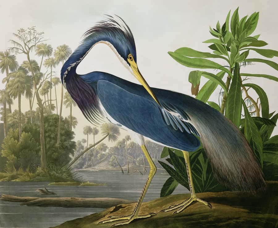 Louisiana Heron Painting Wall Mural