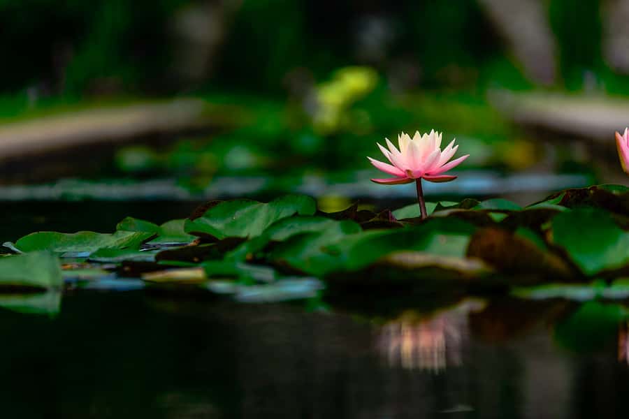 water lily floating on water in a pond wall mural