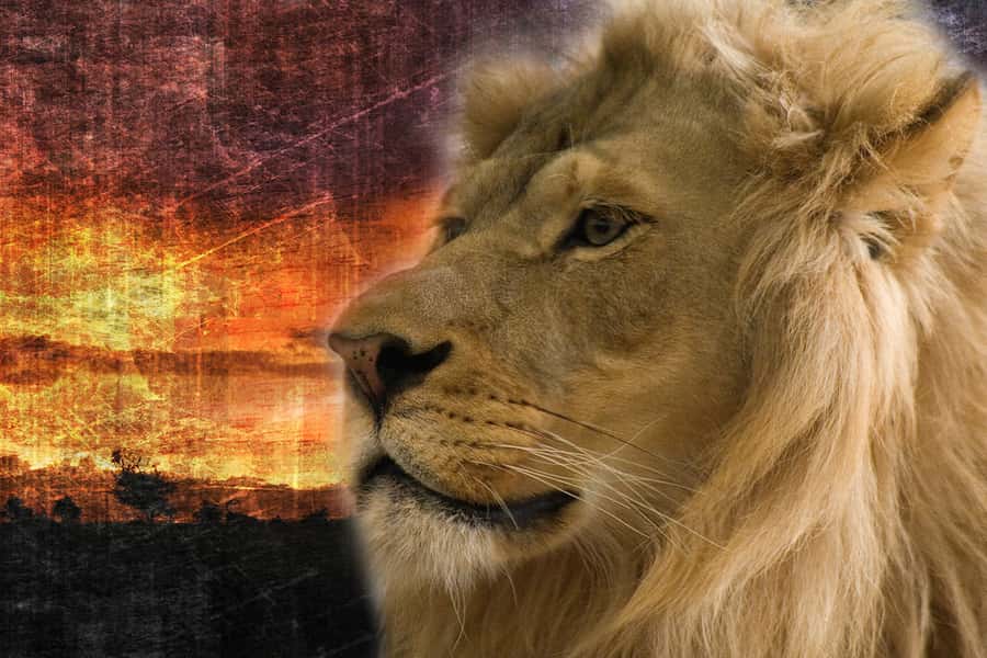 Lion Head in front of  African Sunset Wall Mural