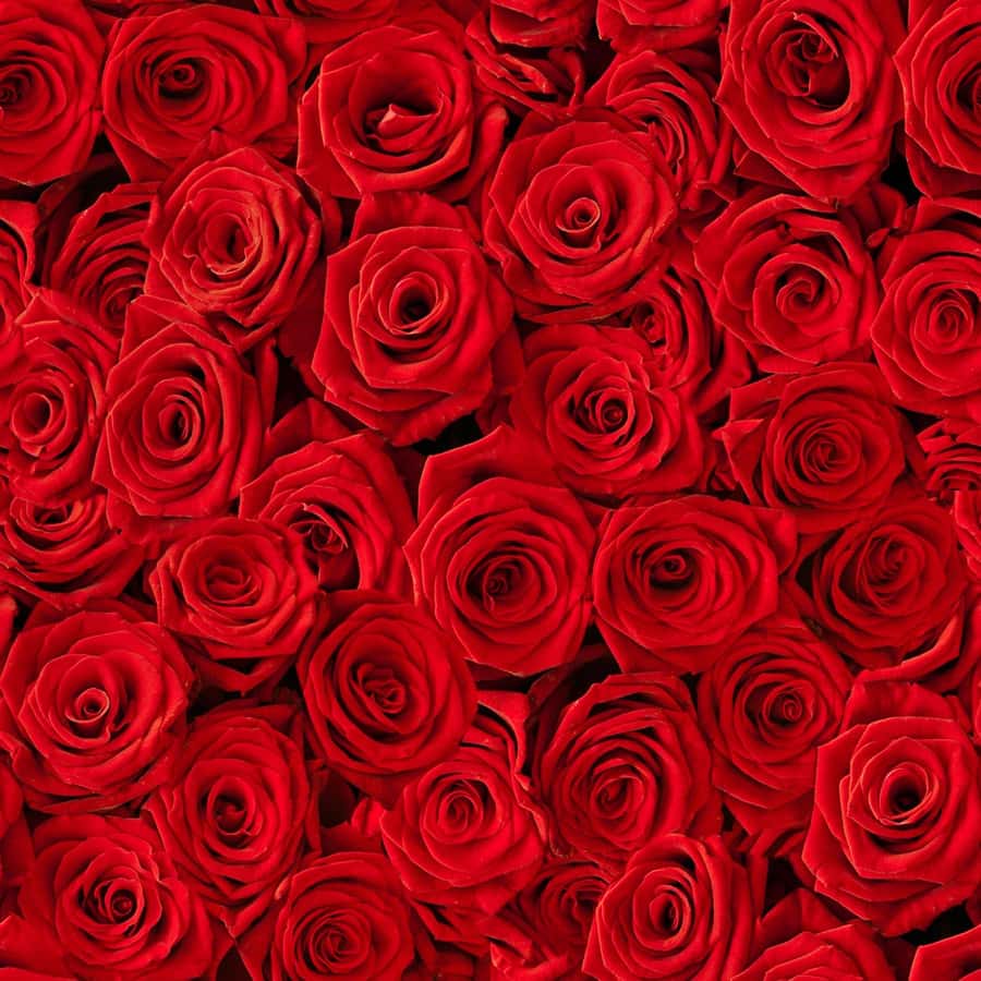 Red Roses Wall Mural