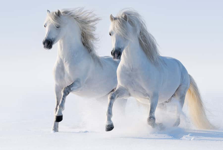Two White Horses in the snow Wall Mural