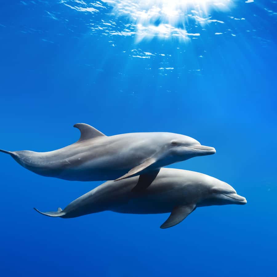 2 dolphins swimming side by side wall mural