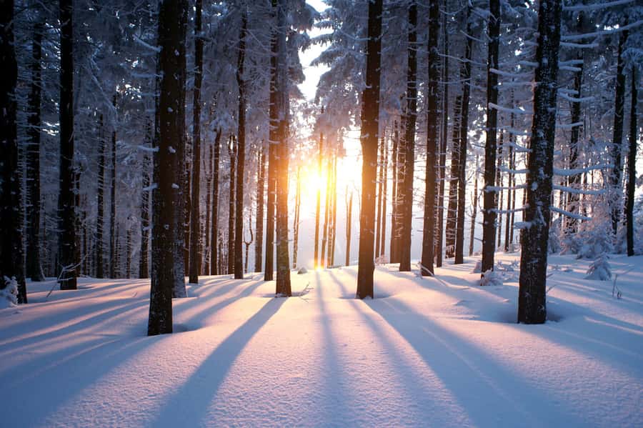 Sunrise Through the Winter Trees Wall Mural