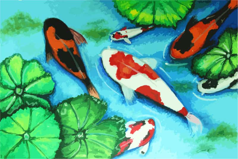 Koi Fish Swimming in a brightly colored pond wall mural
