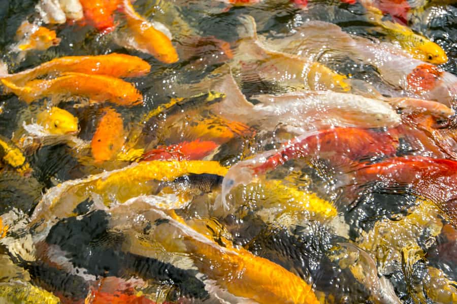 Koi Fish Swimming in a pond wall mural