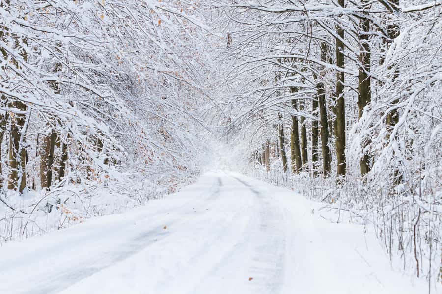 snow covered road with snow covered trees wall mural