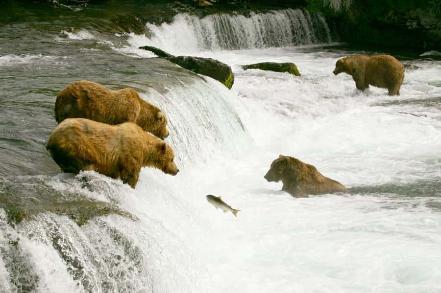 Grizzly Bears hunting for fish among the Falls Wall Mural