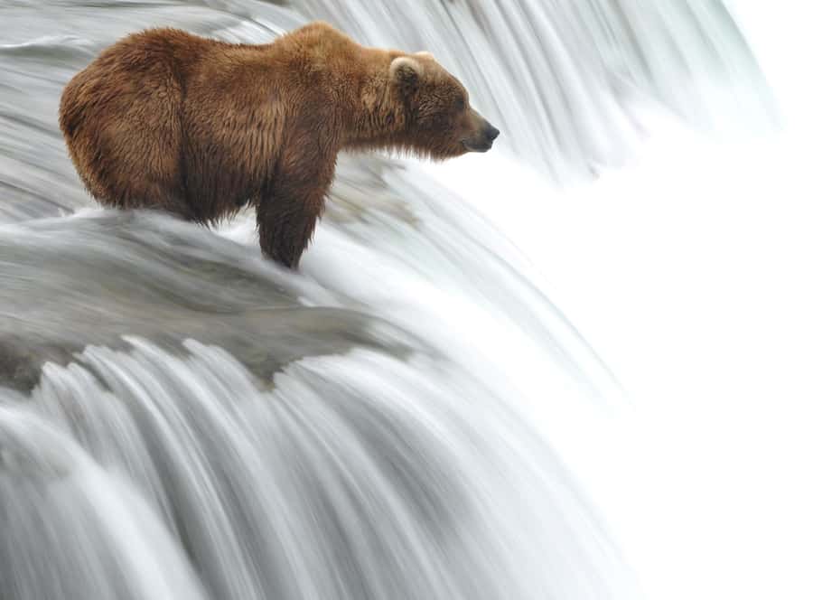A Bear Fishing in a waterfull Wall Mural