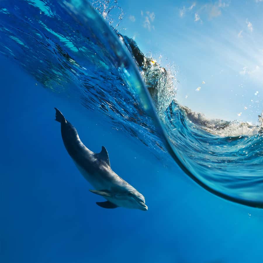 A Dolphin swimmin gin a wave Wall Mural